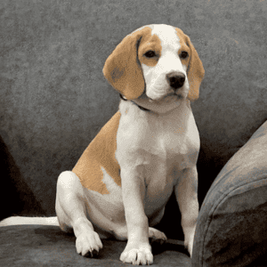 Introducing Ginger, a vibrant 6-month-old Beagle puppy, radiating Pet Power in every playful moment. His enthusiasm for rope toys and tennis balls is contagious, bringing joy to his owner Jahnavi, a Talent Acquisition Business Partner. Gingers affectionate nature shines as he cuddles on laps and eagerly awaits playtime, yet his mischievous streak emerges with a persistent bark for rescued toys under the sofa, adding charm to his irresistible personality.