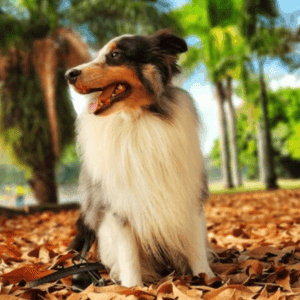 Meet Sulley, the charismatic 5-year-old Shepherd Sheepdog, embodying Pet Power as a devoted companion. Enthusiastic about melon and banana treats, he exudes playfulness with a love for balls and ropes. Sulleys endearing nature shines as he offers toys when Cecilia coughs or sneezes, showcasing his sweetness and loyalty.