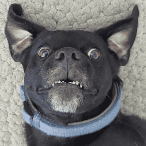 In a powerful display of Pet Power, a black Labrador crossbreed captivates with a direct gaze into the camera, lying comfortably on its back. The close-up shot reveals the depth of expression in the canines eyes, radiating warmth, loyalty, and companionship, inviting a connection with the viewer.