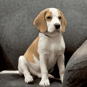 Introducing Ginger, a vibrant 6-month-old Beagle puppy, radiating Pet Power in every playful moment. His enthusiasm for rope toys and tennis balls is contagious, bringing joy to his owner Jahnavi, a Talent Acquisition Business Partner. Gingers affectionate nature shines as he cuddles on laps and eagerly awaits playtime, yet his mischievous streak emerges with a persistent bark for rescued toys under the sofa, adding charm to his irresistible personality.
