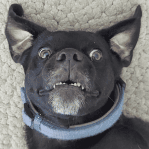 In a powerful display of Pet Power, a black Labrador crossbreed captivates with a direct gaze into the camera, lying comfortably on its back. The close-up shot reveals the depth of expression in the canines eyes, radiating warmth, loyalty, and companionship, inviting a connection with the viewer.
